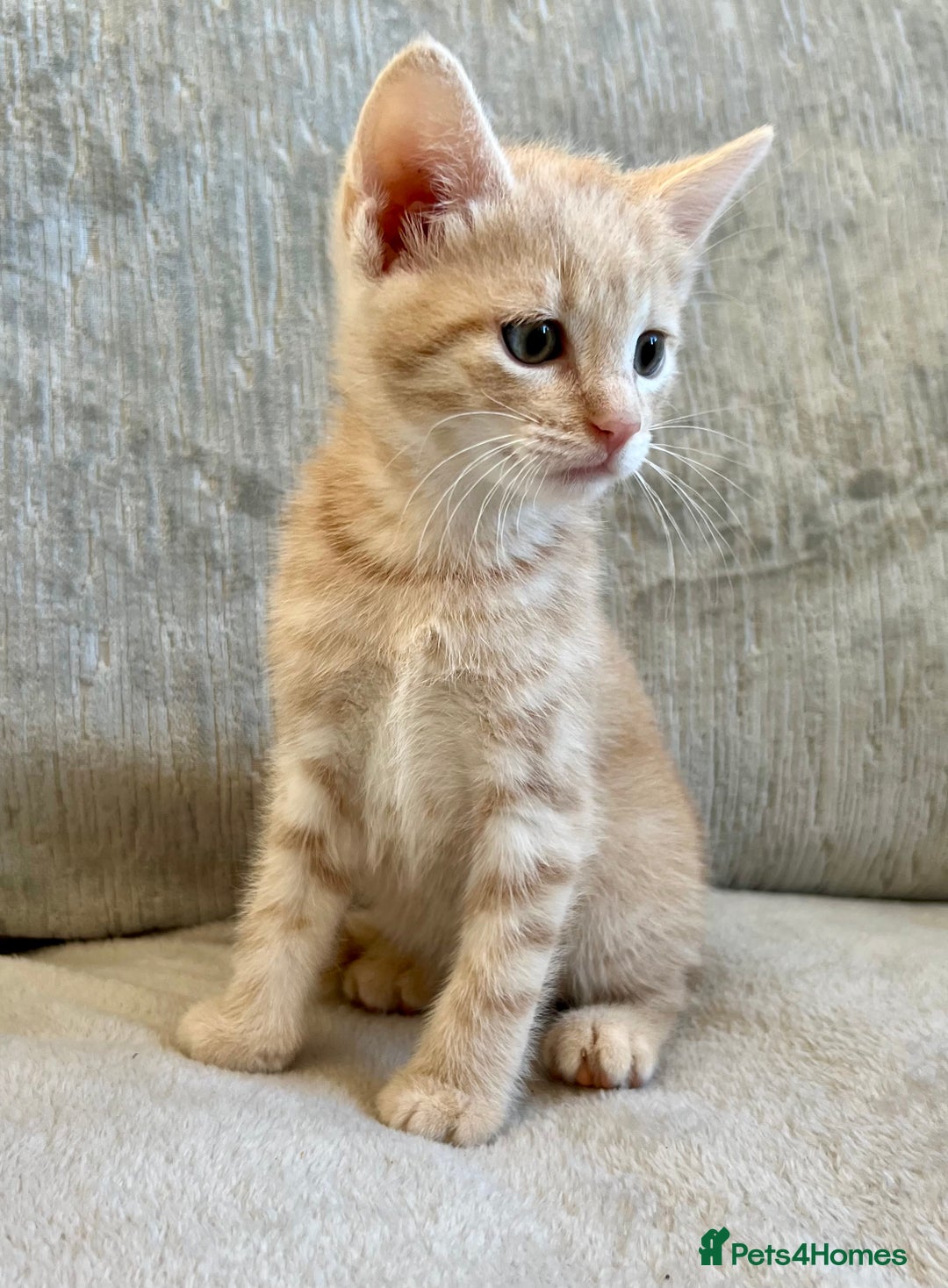 Mixed Breed cats for sale: Beautiful Tabby Kittens For Sale  - Image 7