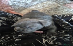 French Bulldog dogs for sale: Beautiful lilac French bulldogs - Image 2