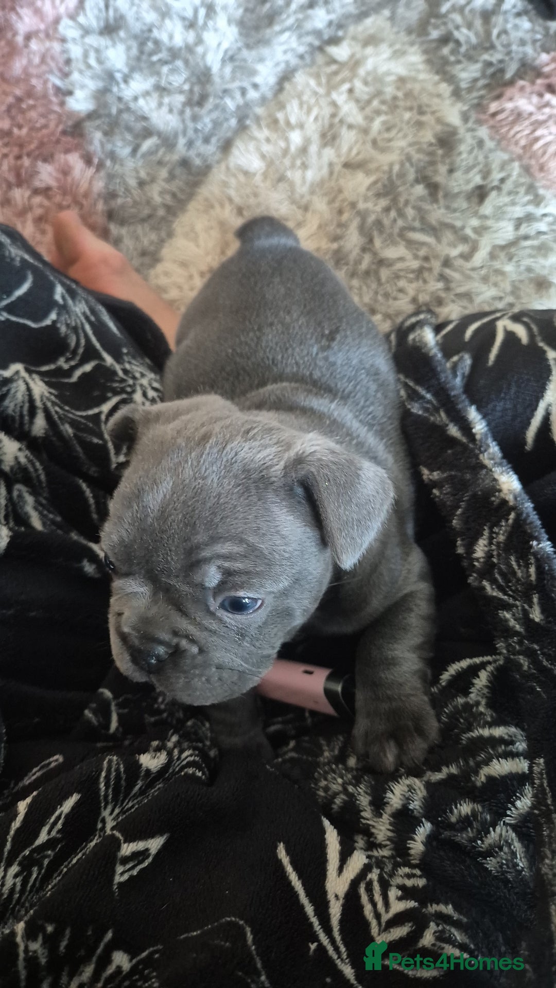 French Bulldog dogs for sale: Beautiful lilac French bulldogs - Image 2