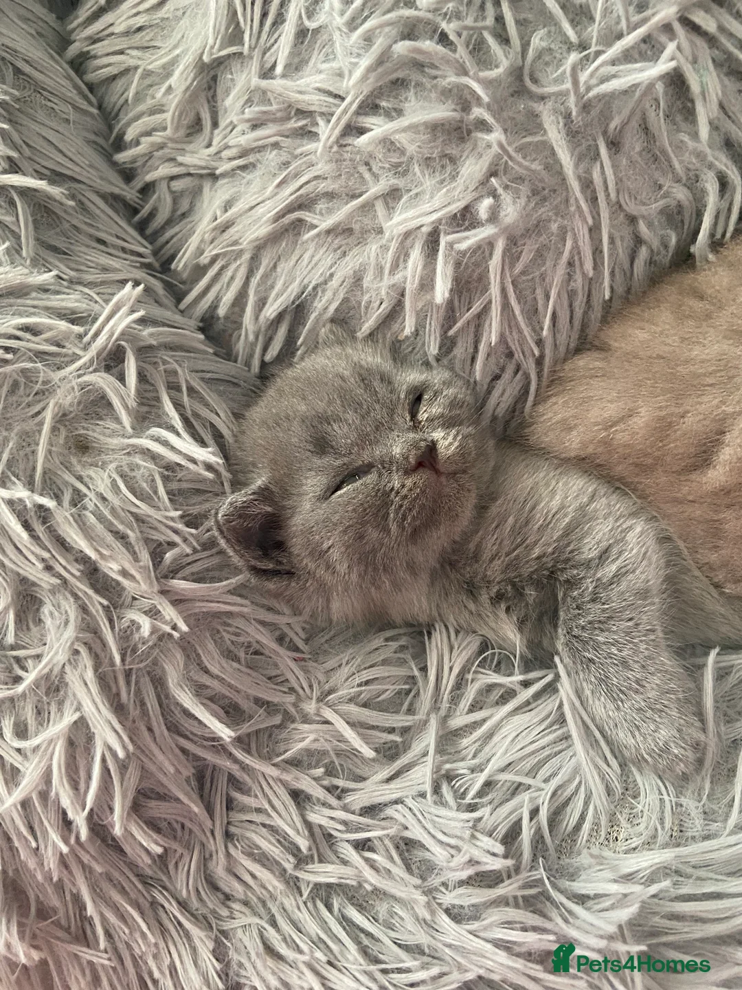 British Shorthair cats for sale: playful, adorable little girl☺️☺️ - Advert 2