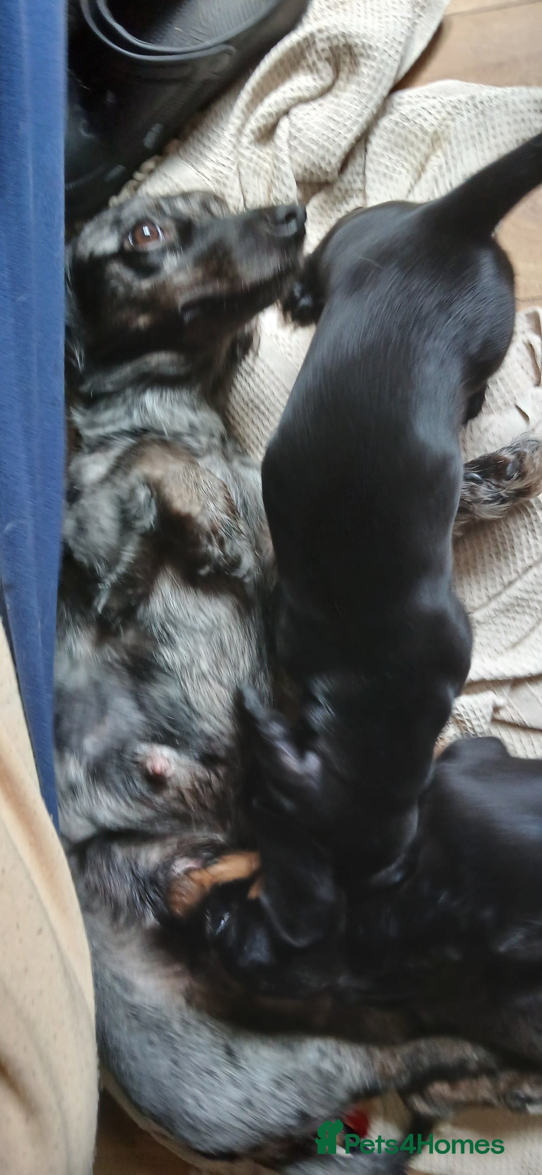 Mixed Breed dogs for sale: 1x Female Puppy Dachshund Left  - Image 11