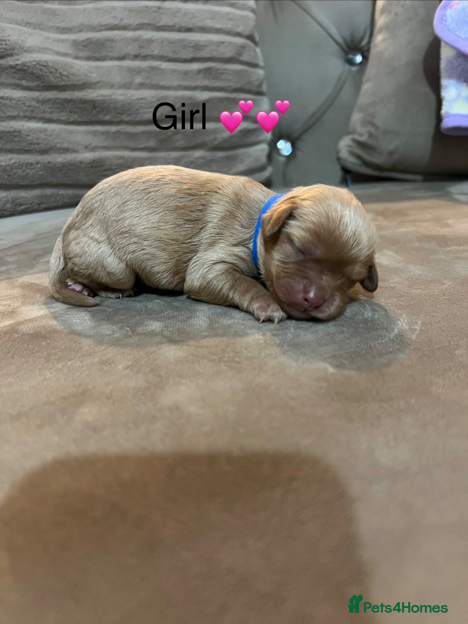 Cavapoo dogs for sale: 5 beautiful cavapoos ready in July 🐶🐶 - Advert 8