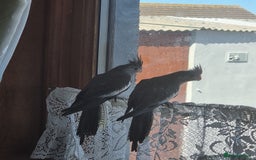 Cockatiels birds for sale: 2 hand reared 10 week old cockatiels  - Image 1