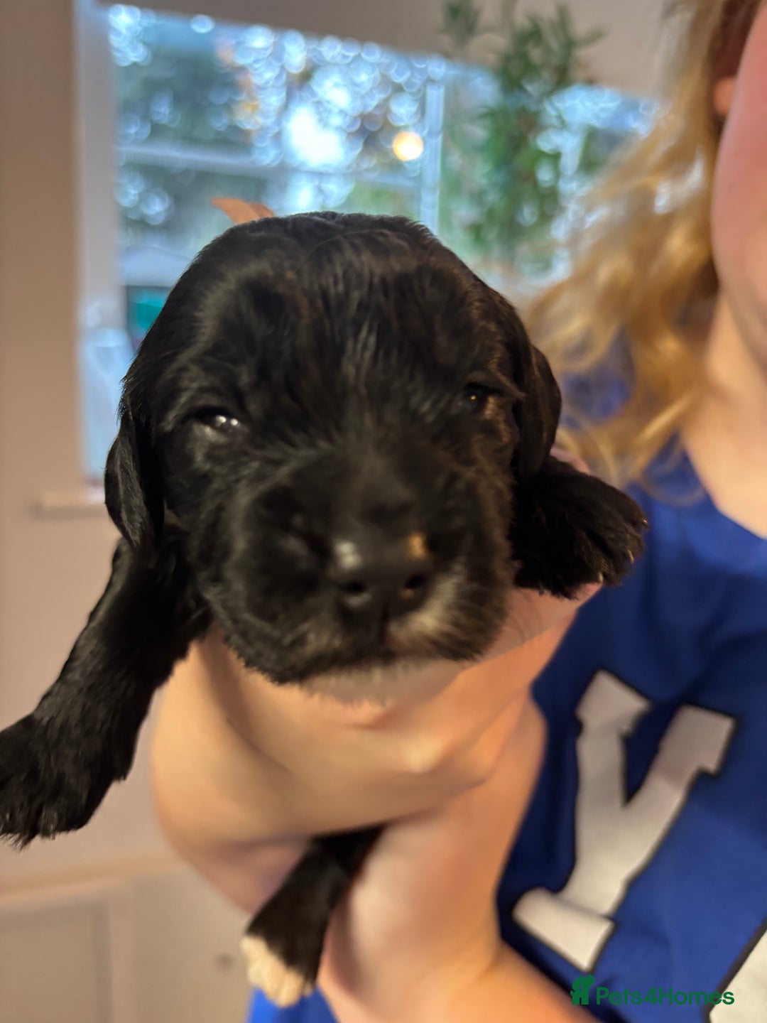 Cockapoo dogs for sale: F2 cockapoo’s (last girl) - Advert 19