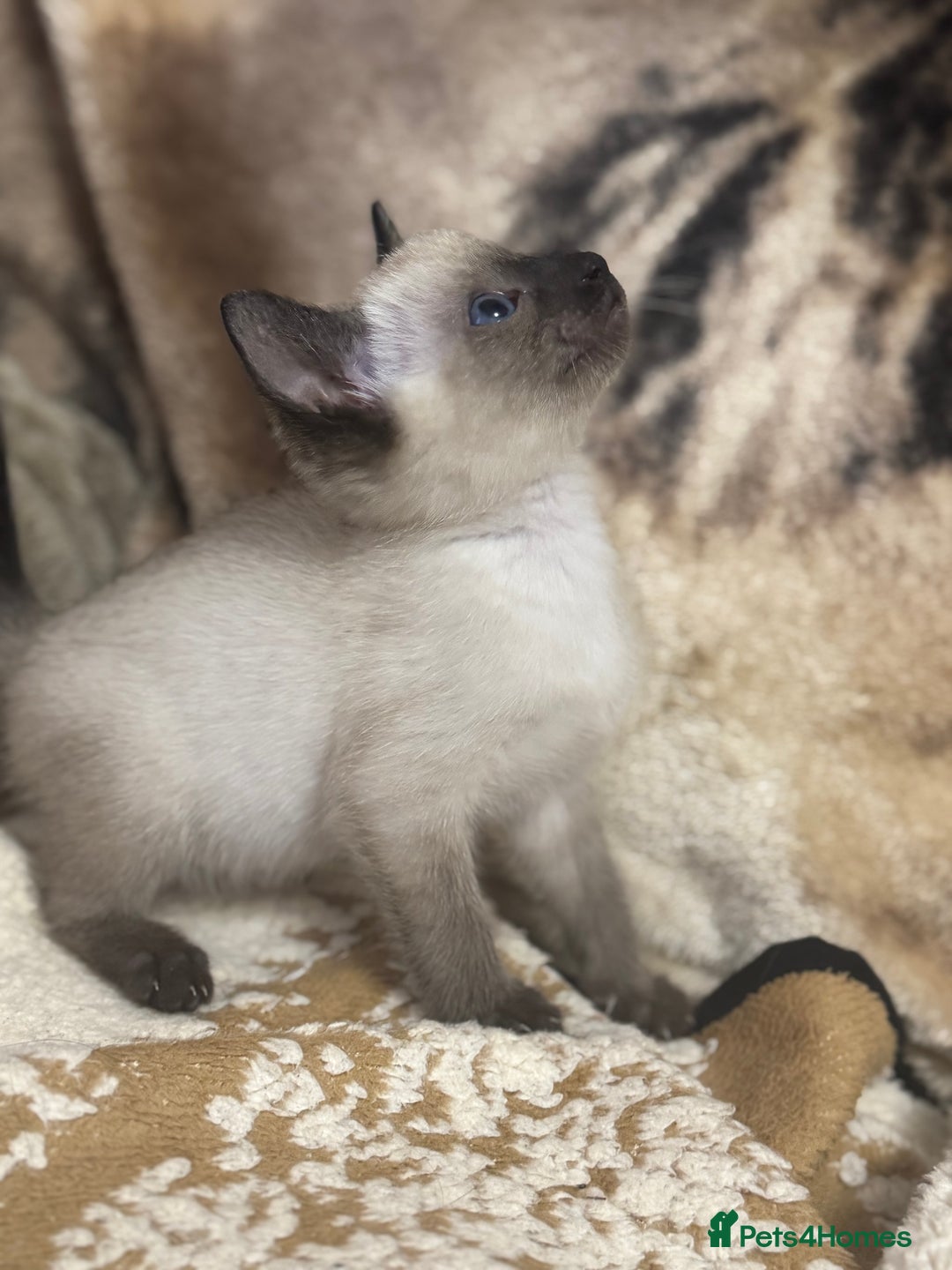 Siamese cats for sale: Seal point Siamese kittens - Advert 5