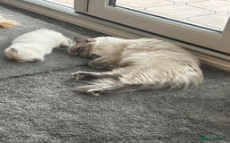 Ragdoll cats for sale: Sold please contact me for future litters.  😻 - Image 13