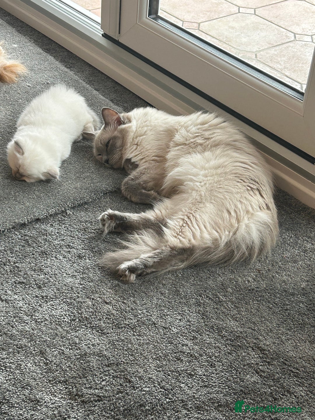 Ragdoll cats for sale: Sold please contact me for future litters.  😻 - Image 13