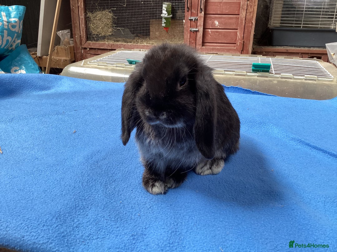 Mini Lop rabbits for sale: MINI LOPS FOR SALE - Image 5