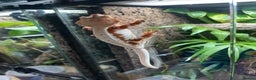 Gecko reptiles for sale: Crested gecko and gargoyles male and female  - Advert 1