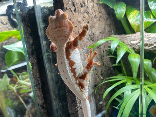 Gecko reptiles Crested gecko and gargoyles male and female - Advert 1