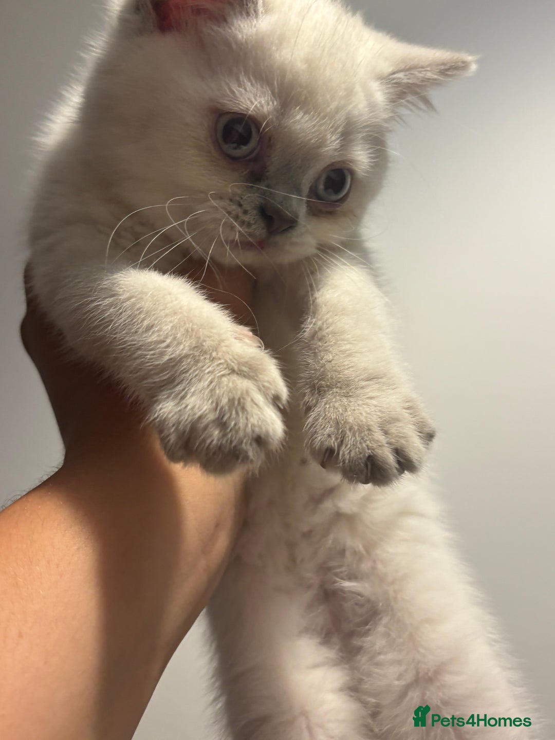 British Shorthair cats for sale: British short hair  - Image 10