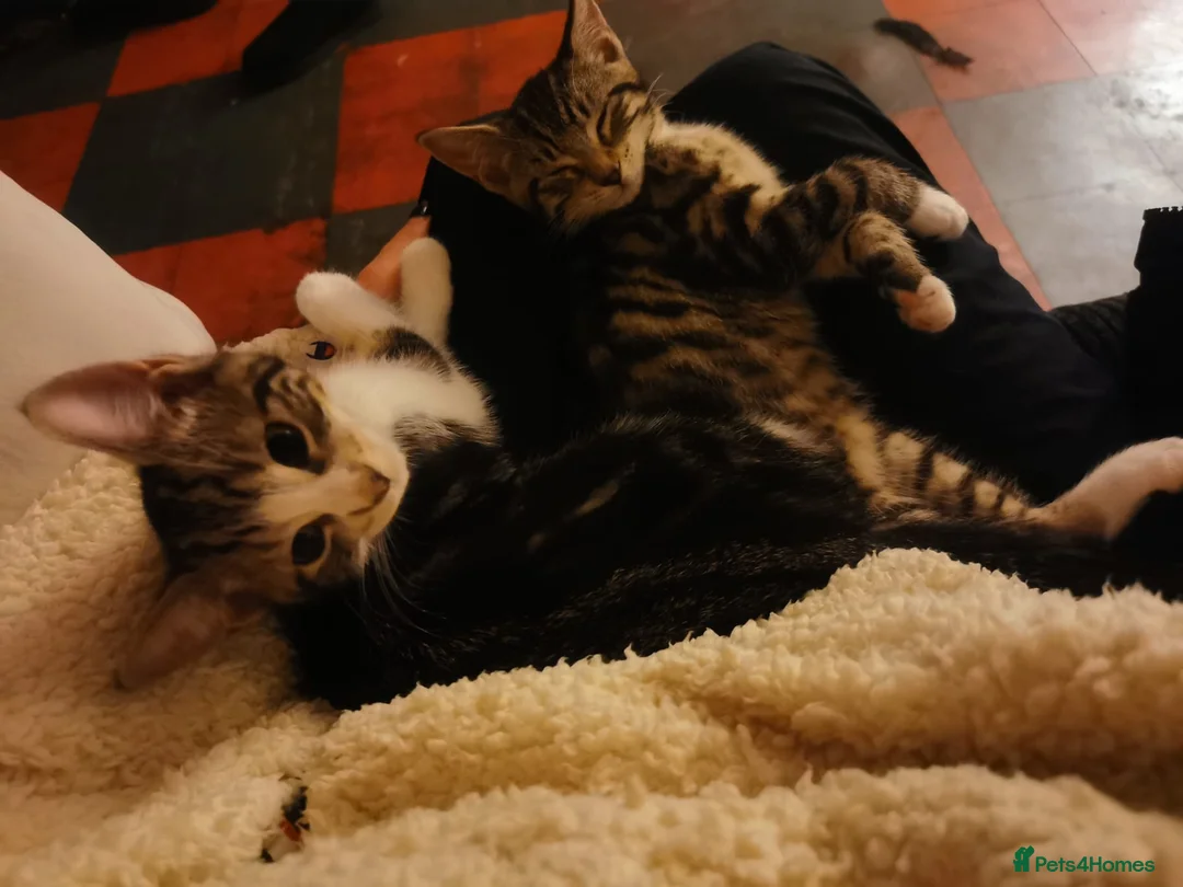 Mixed Breed cats for sale: 1 male 3 female kittens  in Manchester - Advert 12