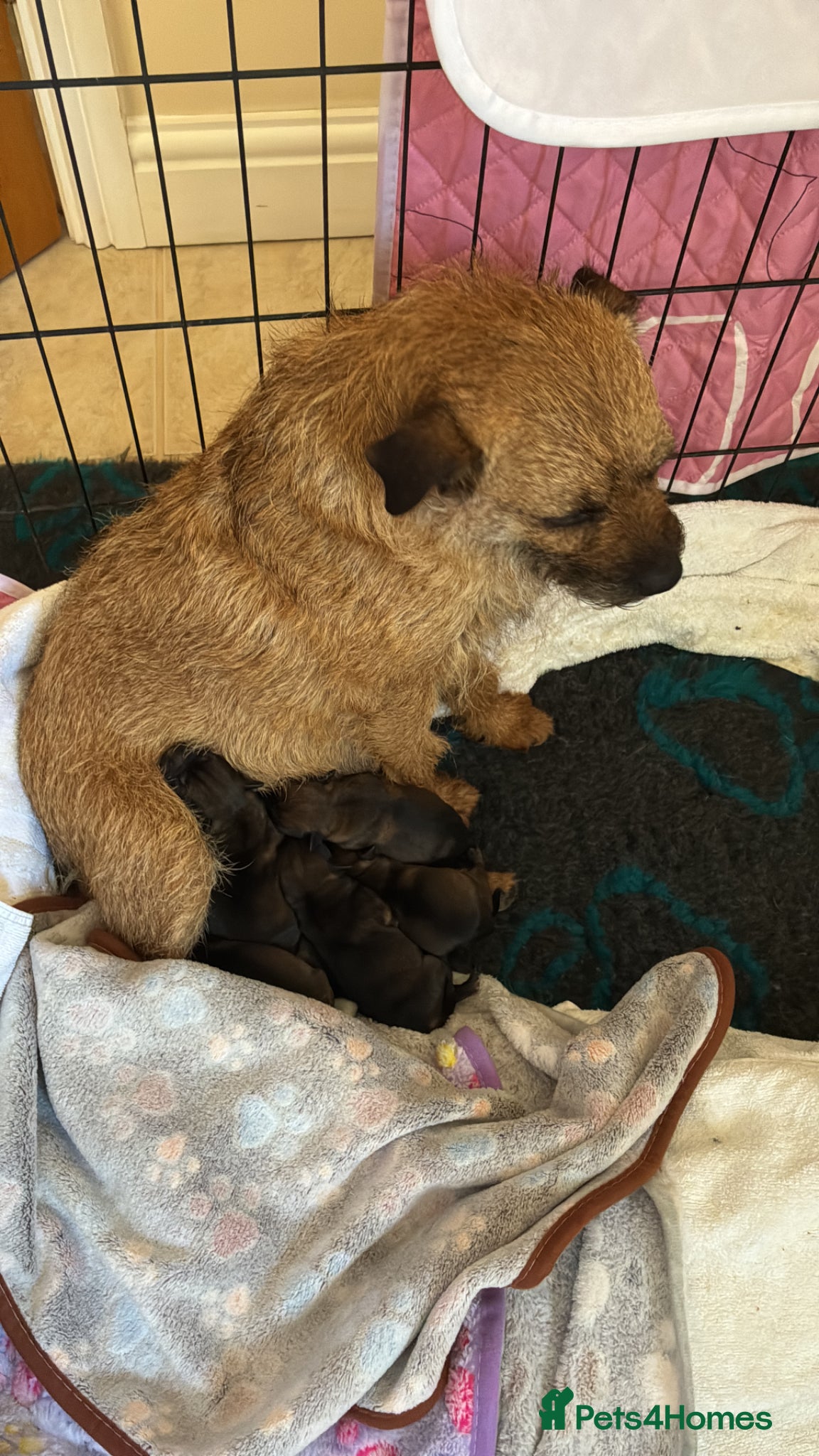 Border Terrier dogs Diane 07766259714  - Advert 2