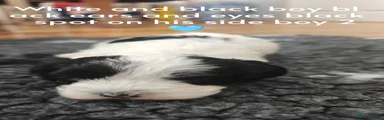 Havanese Puppy 2