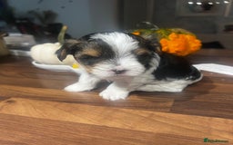 Yorkshire Terrier dogs for sale: Mini Yorkie looking for a new home  - Advert 6