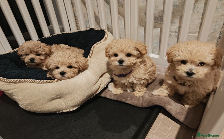 Maltipoo dogs - Advert 1
