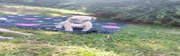 Whippet dogs for sale: Stunning coloured whippet puppies  - Advert 19