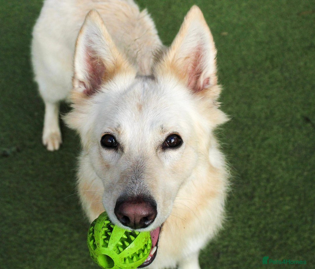 Mixed Breed dogs for adoption: Lovely Ruby is looking for her forever home! - Advert 6