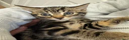 Savannah cats for sale: Stunning Savannah cross kittens, mum TICA reg - Advert 18