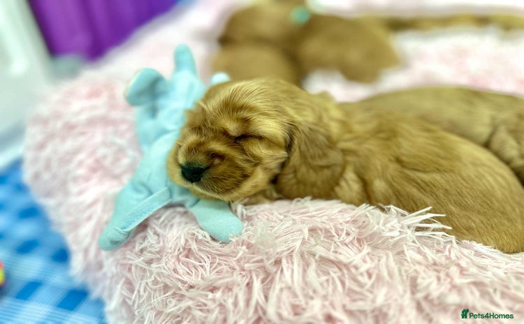 Cocker Spaniel dogs - Advert 5