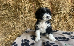 Bordoodle dogs for sale: Beautiful Bordoodle puppies - Image 8