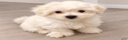 Mixed Breed dogs for sale: 3 Maltichon x Maltese Boys in Birmingham - Advert 2