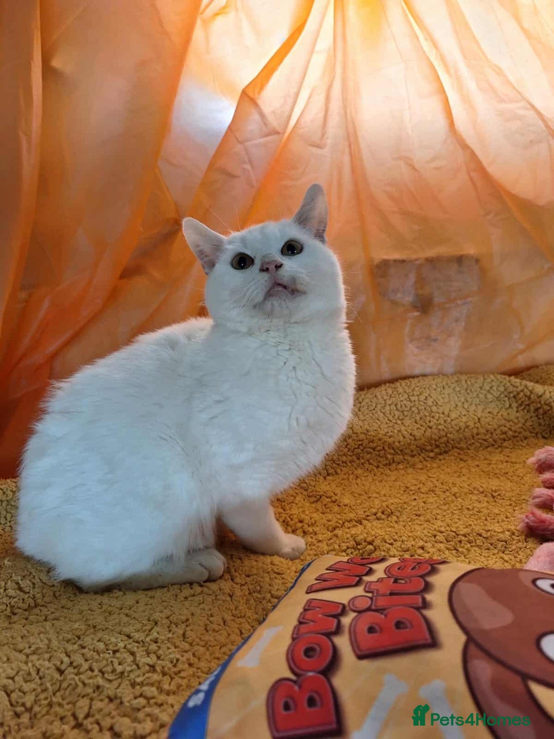 Mixed Breed cats for adoption: Banana for adoption - Advert 4