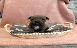 Staffordshire Bull Terrier dogs for sale: 🐾Beautiful chunky Staffies 🐾 - Image 15