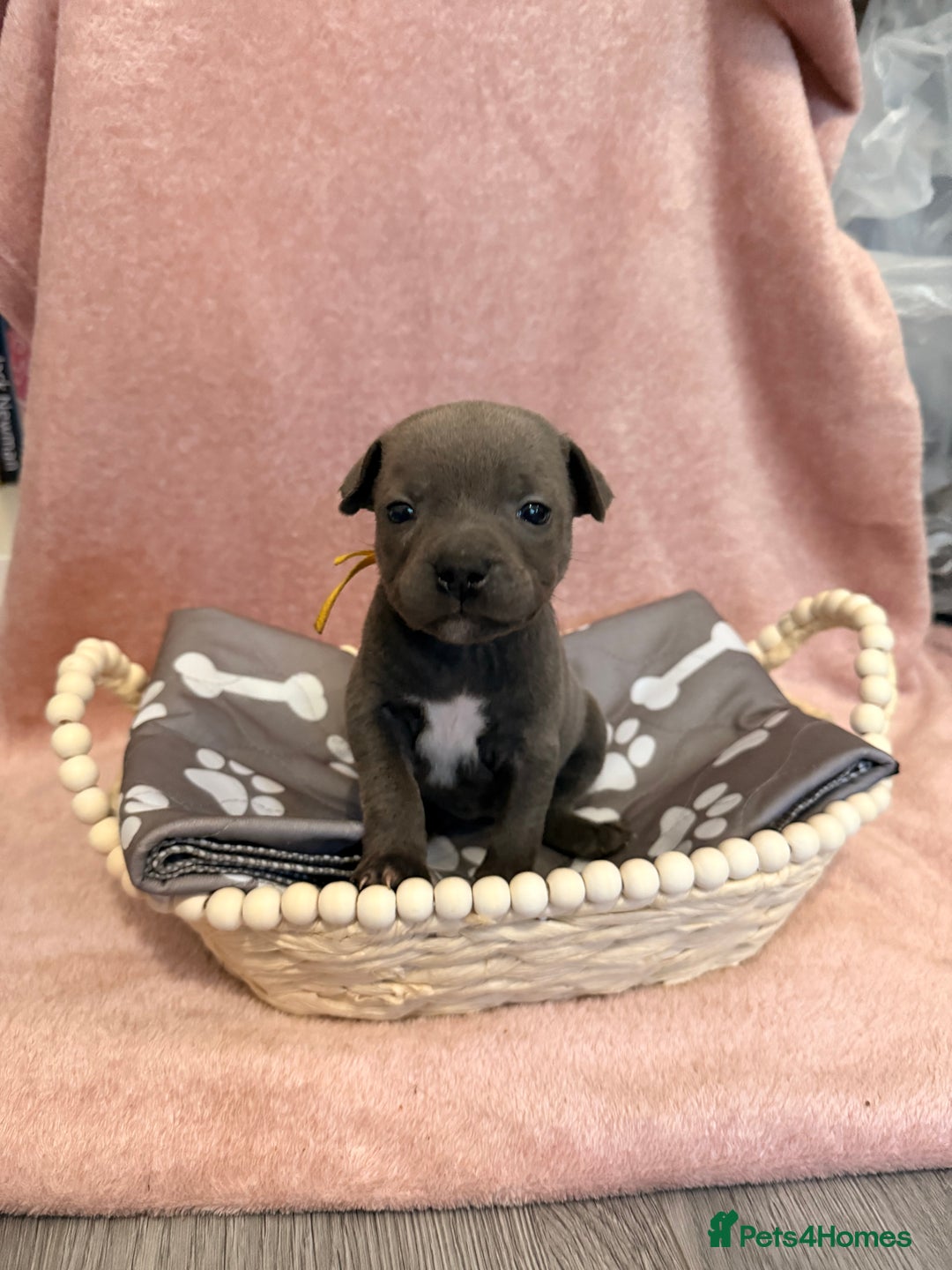 Staffordshire Bull Terrier dogs for sale: 🐾Beautiful chunky Staffies 🐾 - Image 15
