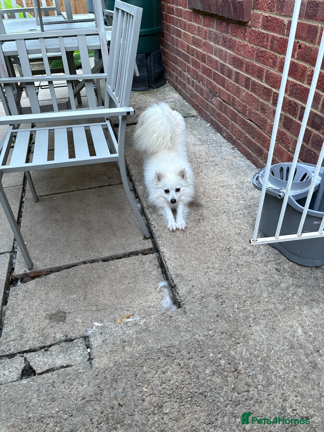 Japanese Spitz dogs for sale: Japanese spitz  in Swindon - Advert 2