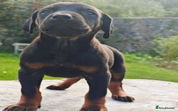 Mixed Breed dogs for sale: Beauceron/Doberman Pups - Image 6
