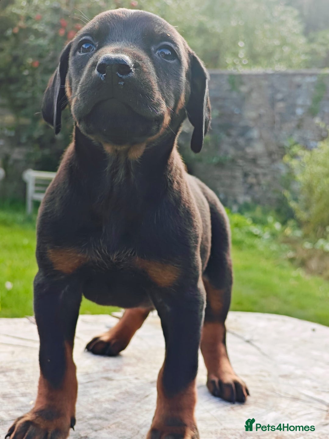 Mixed Breed dogs for sale: Beauceron/Doberman Pups - Image 6