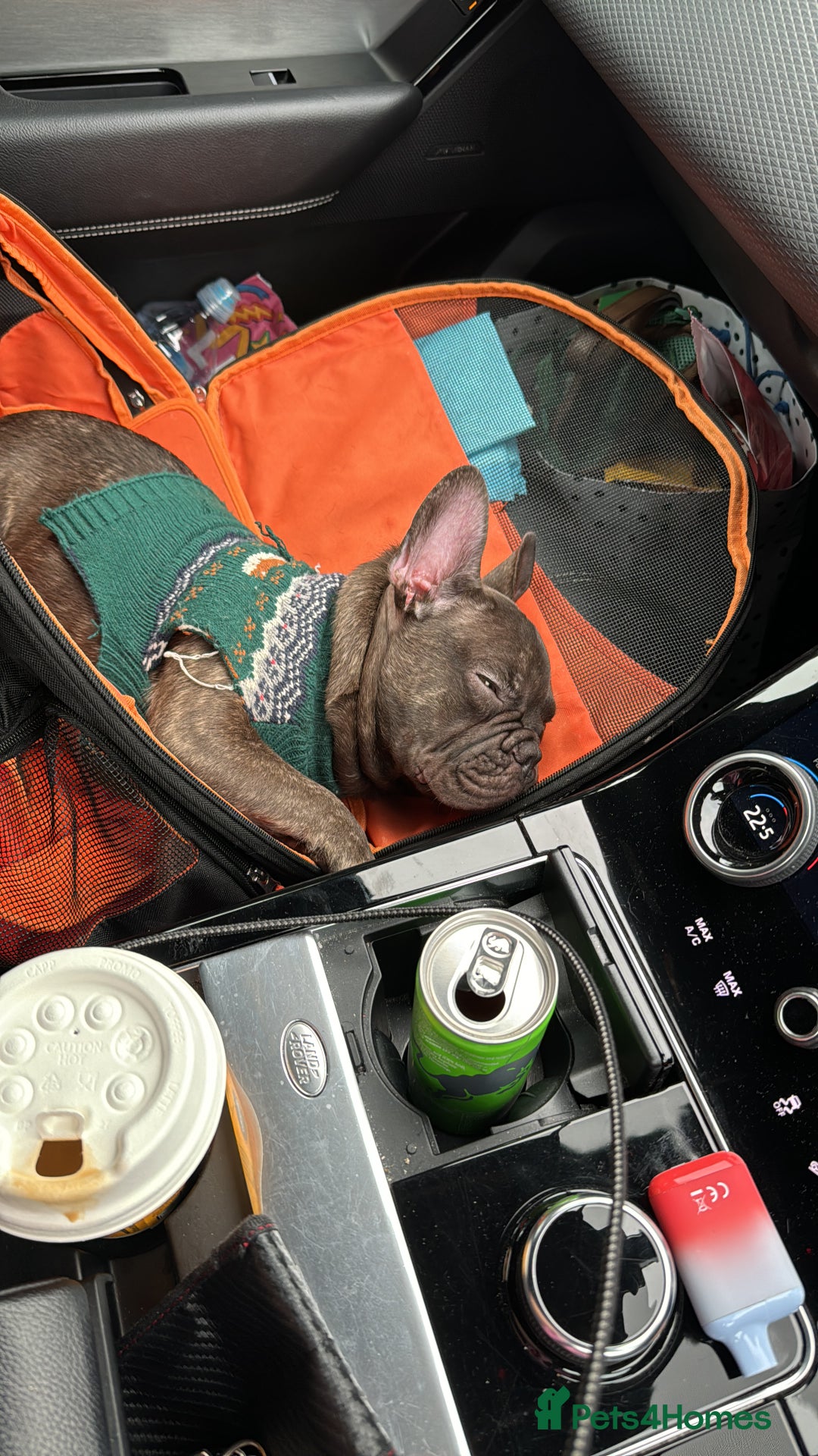 French Bulldog dogs for sale: Blue French Bulldog  - Image 2