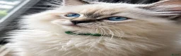Ragdoll cats for sale: Stunning TICA-Registered Ragdoll Boys Ready Now  - Advert 14