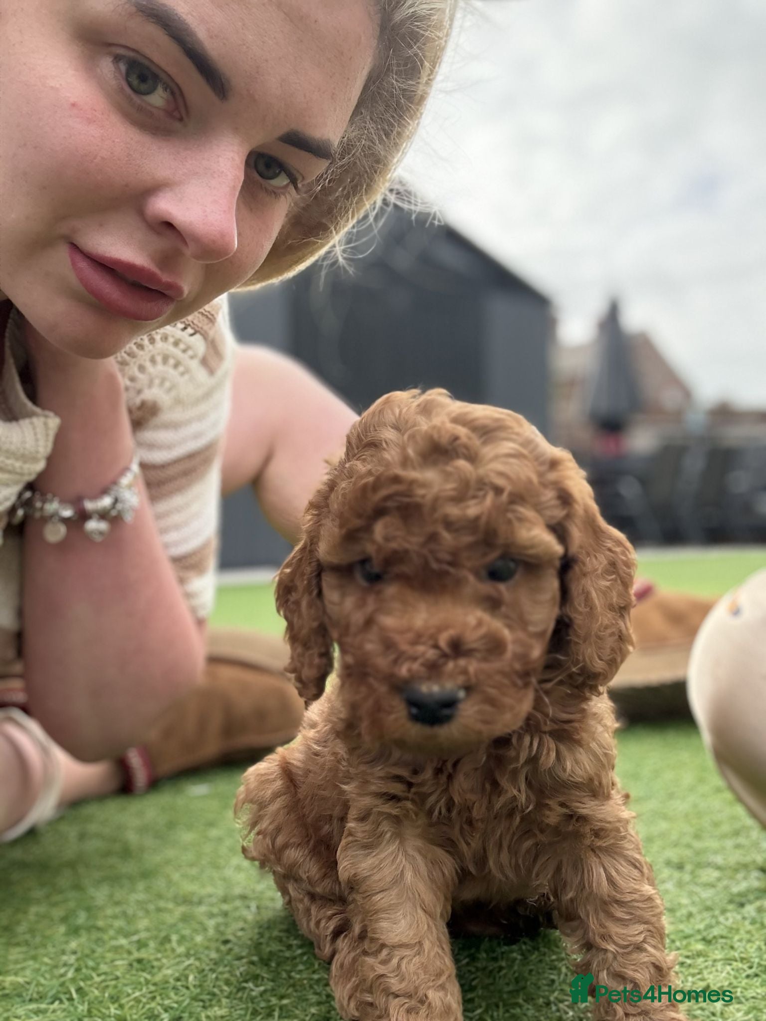 Cockapoo dogs Adorable Cockapoo puppies  - Advert 1