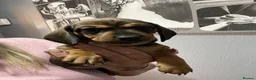 Dachshund dogs for sale: Beautiful miniture dachshund puppies  - Advert 8