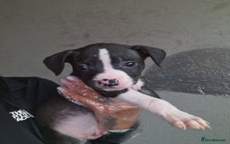 American Bulldog dogs for sale: American  bulldog  pups - Image 32