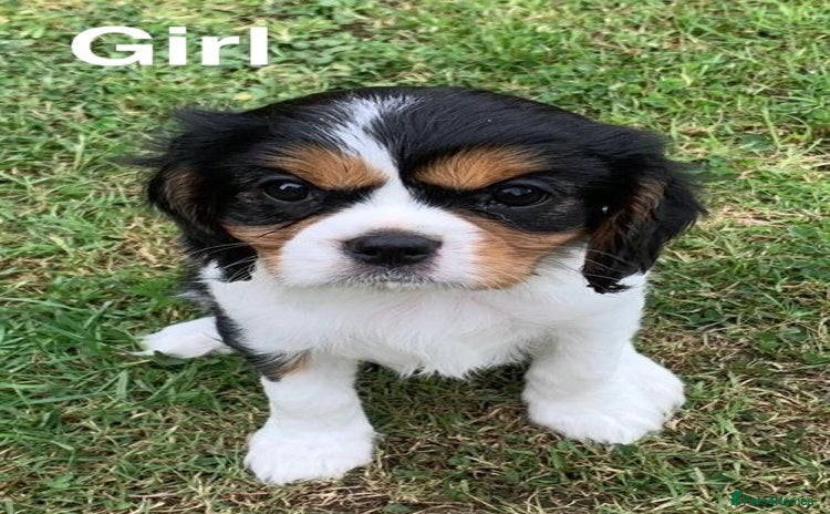 Cavalier King Charles Spaniel dogs - Advert 1