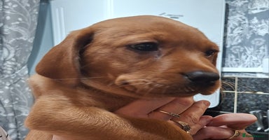 Labrador Retriever dogs - Advert 13