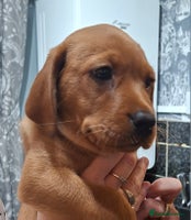 Labrador Retriever dogs - Advert 13