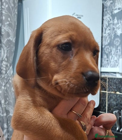 Labrador Retriever dogs - Advert 2