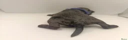 Schnoodle dogs for sale: Exceptional F1 Blue Schnoodle Puppies  - Advert 4