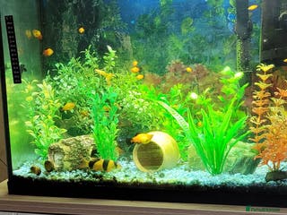 Platies fish Tropical fish - Advert 19