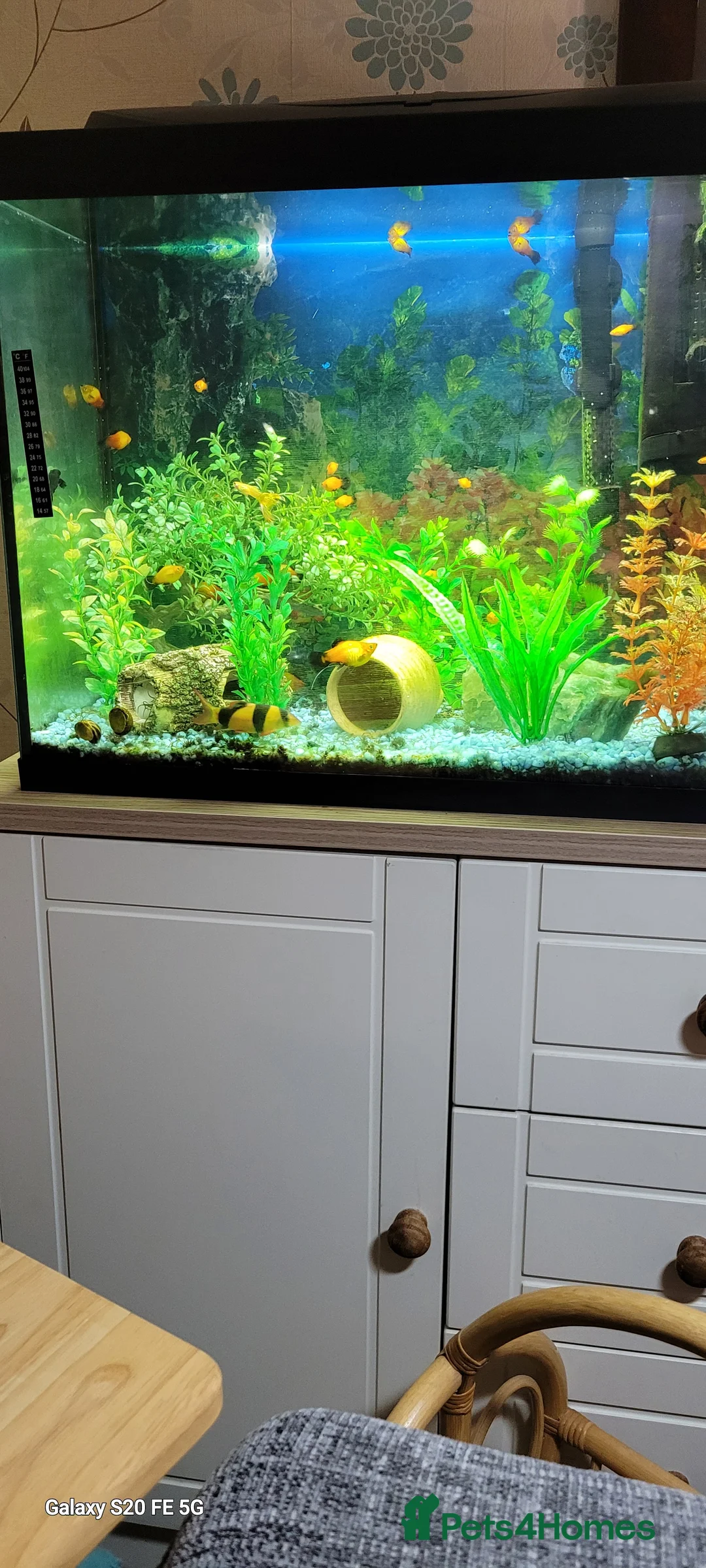 Platies fish for sale: Tropical fish - Advert 1