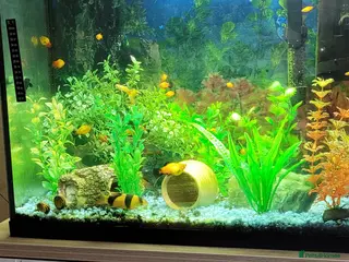 Platies fish Tropical fish - Advert 16