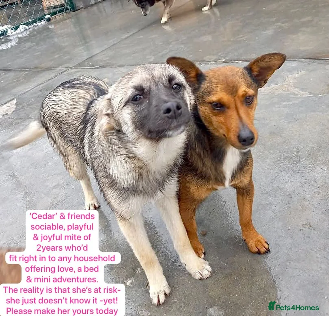Mixed Breed dogs for adoption: Cedar, 2 yrs approx. Available for adoption. - Advert 1