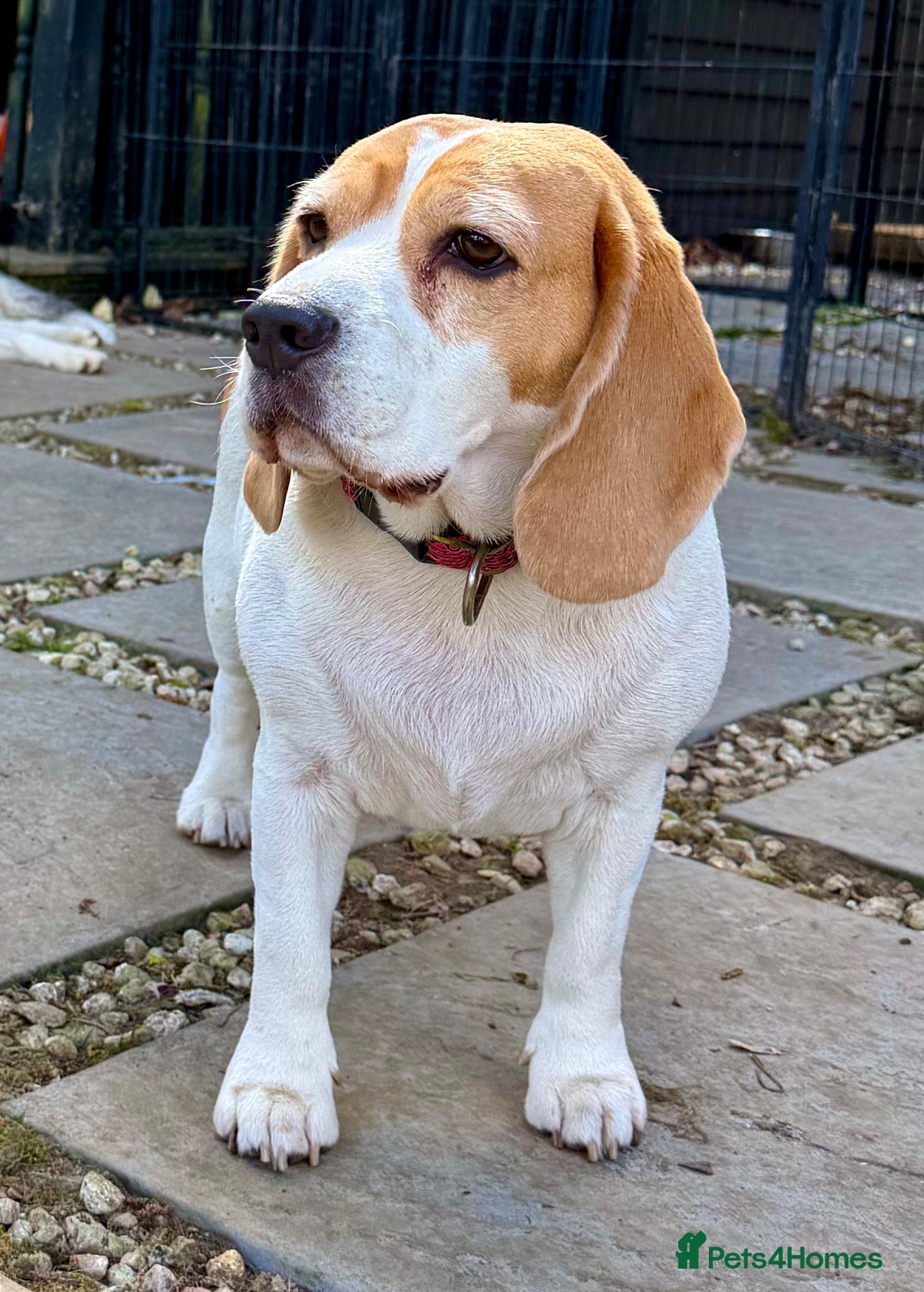 Beagle dogs 🐾 LINDA – Beagle - Advert 1