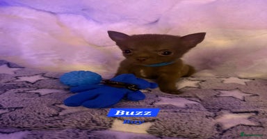 Pomchi dogs - Advert 8