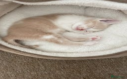 Mixed Breed cats for sale: Beautiful half britishshorthaired - Image 25