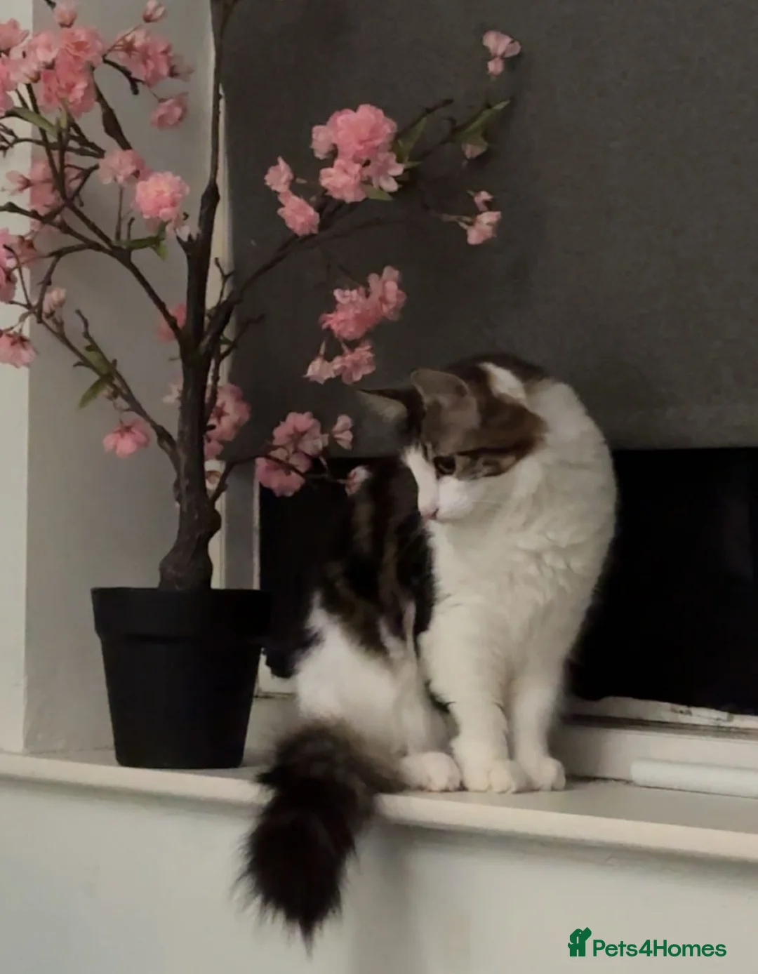 Mixed Breed cats for sale: Cuddly Male Cat - Advert 5